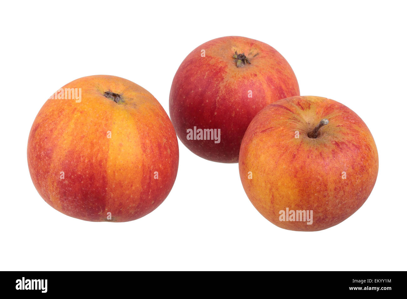 Apple variety Cox Orange Reinette Stock Photo