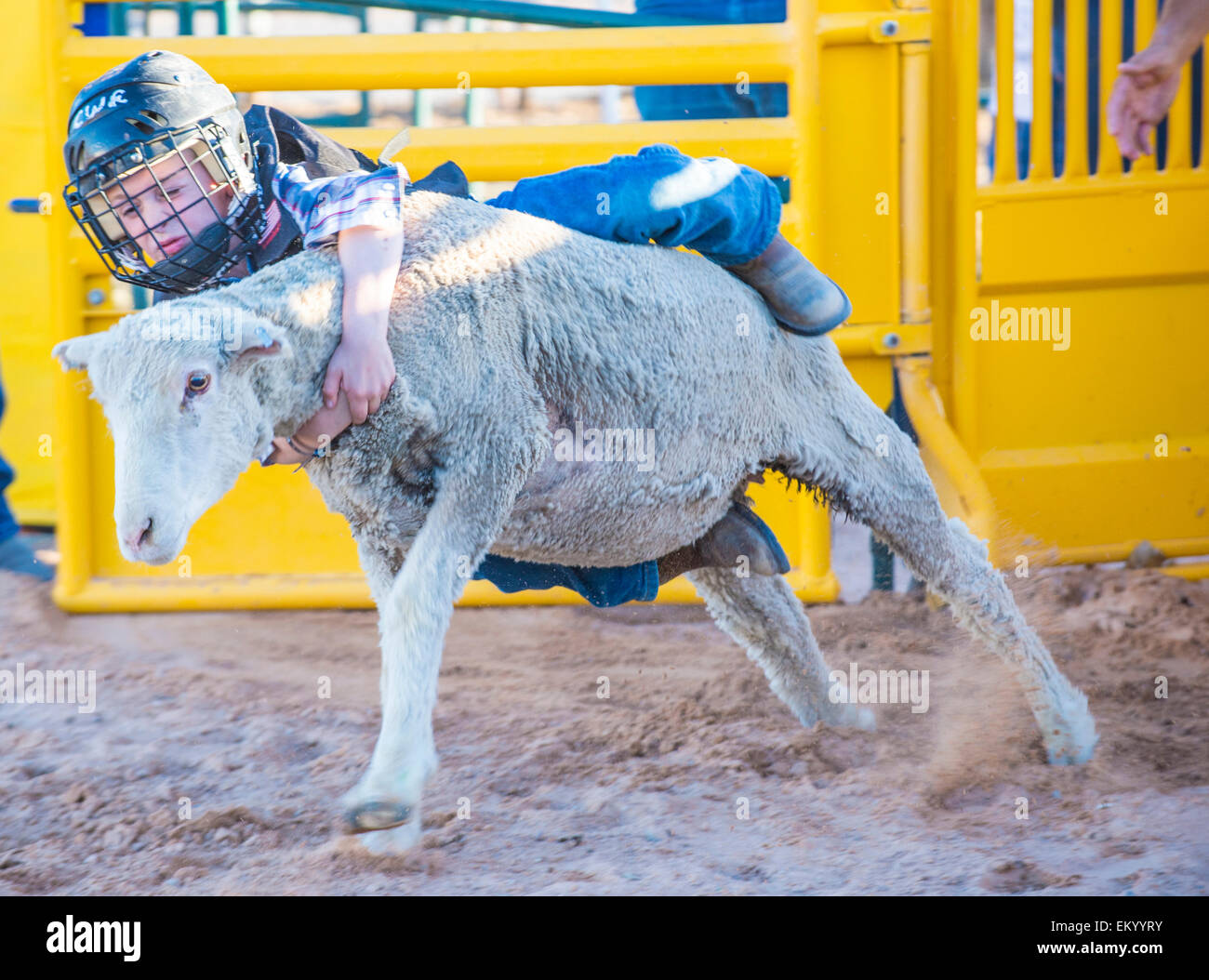 A boy riding on a sheep during a Mutton Busting contest at the Clark