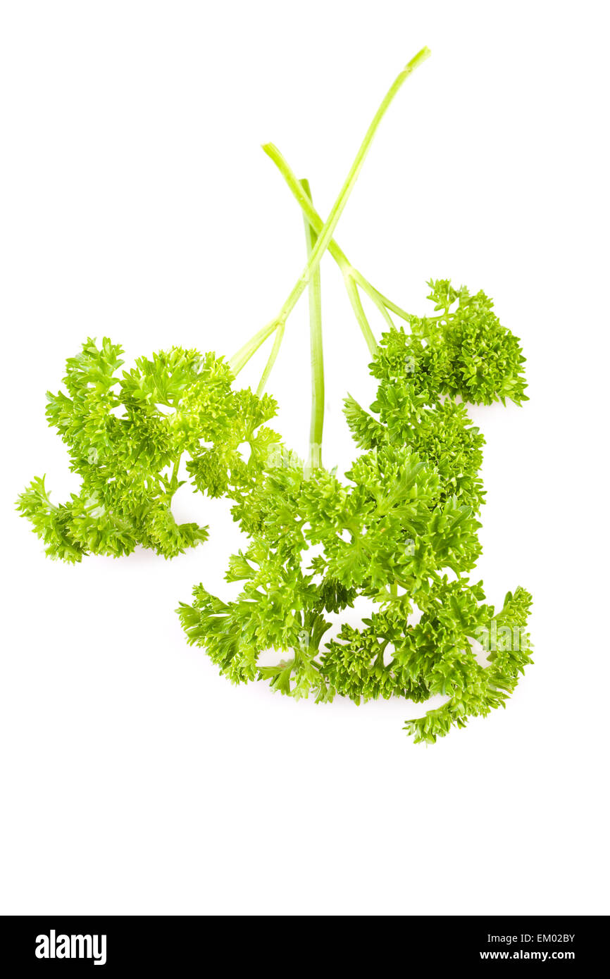 closeup isolated parsley Stock Photo Alamy