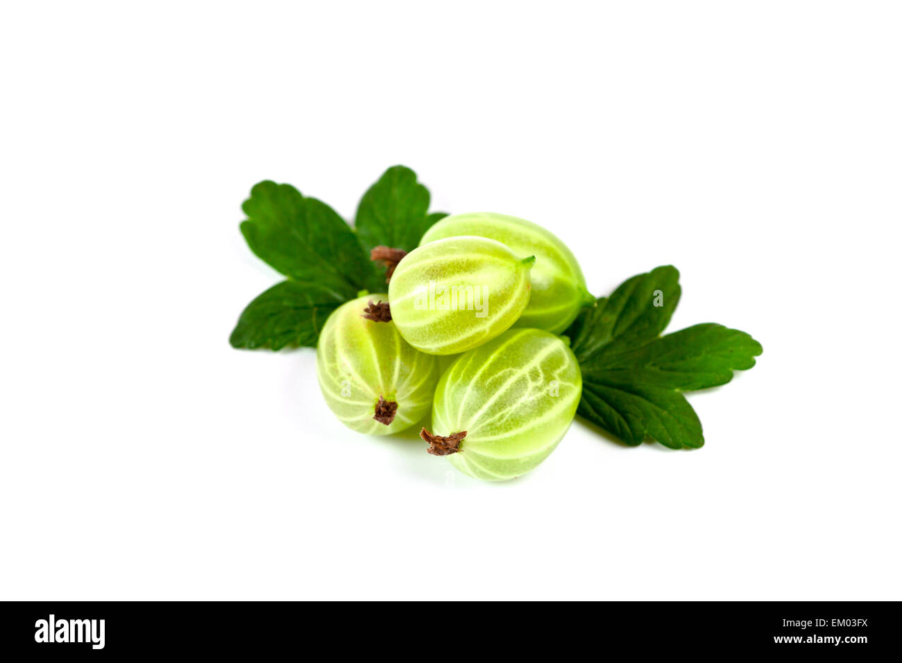 gooseberries with leaves Stock Photo Alamy
