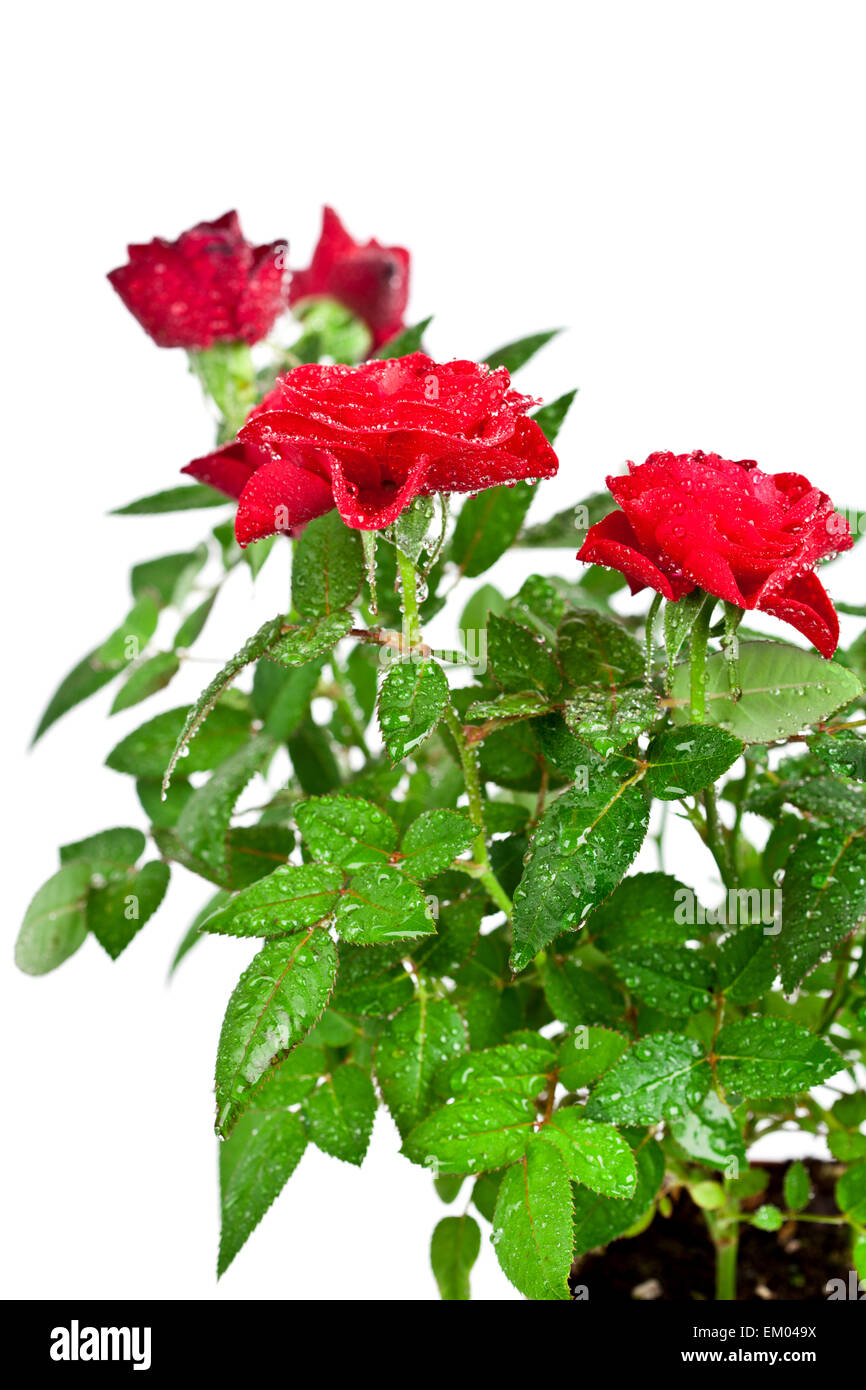 Roses water hi-res stock photography and images - Alamy