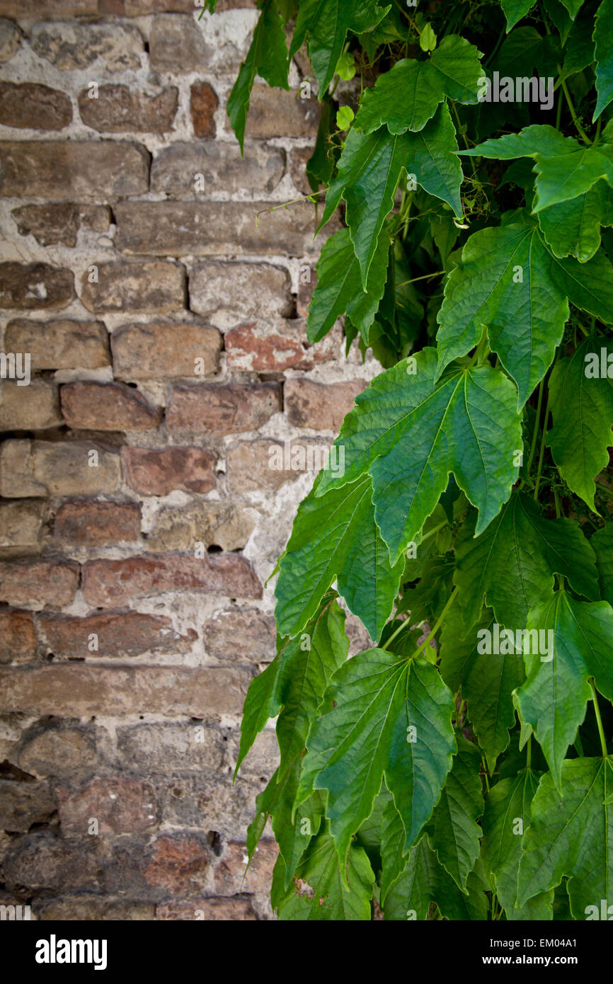 ivy growing on old brick wall Stock Photo Alamy