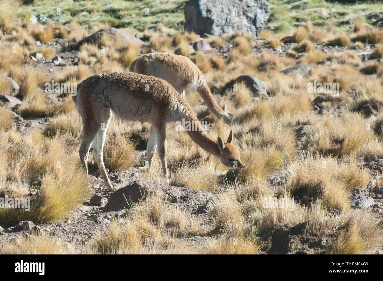 Vicunas browsing at 3000 metres ASL near the geyser fields of El Tatio, northern Chile Stock Photo