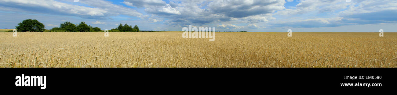 panorama of wheat field Stock Photo - Alamy