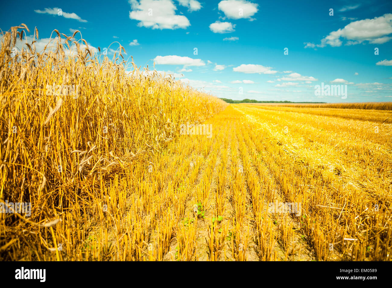 wheat field at harvesting Stock Photo - Alamy