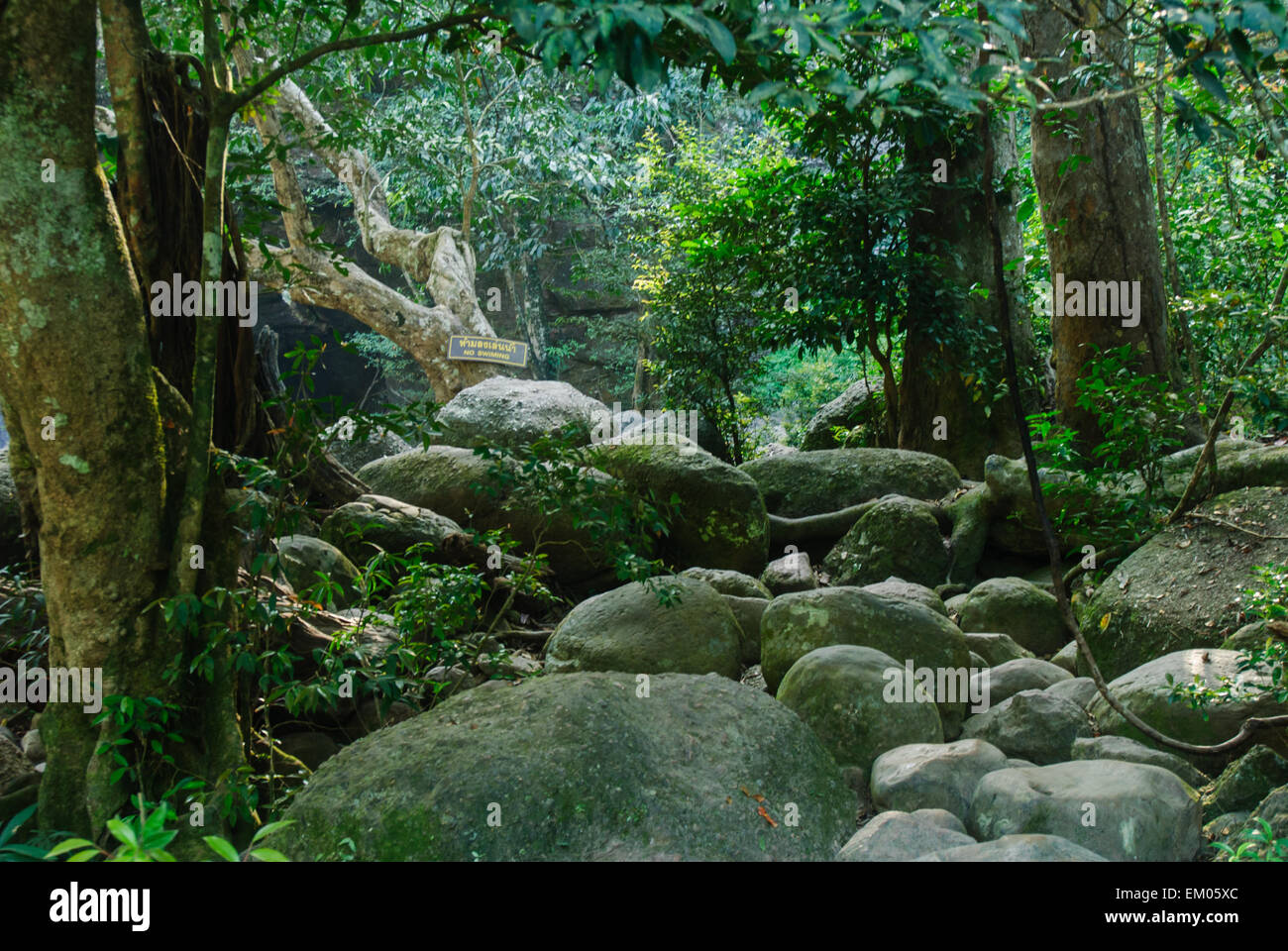 forest waterfall and rocks covered with moss Stock Photo - Alamy
