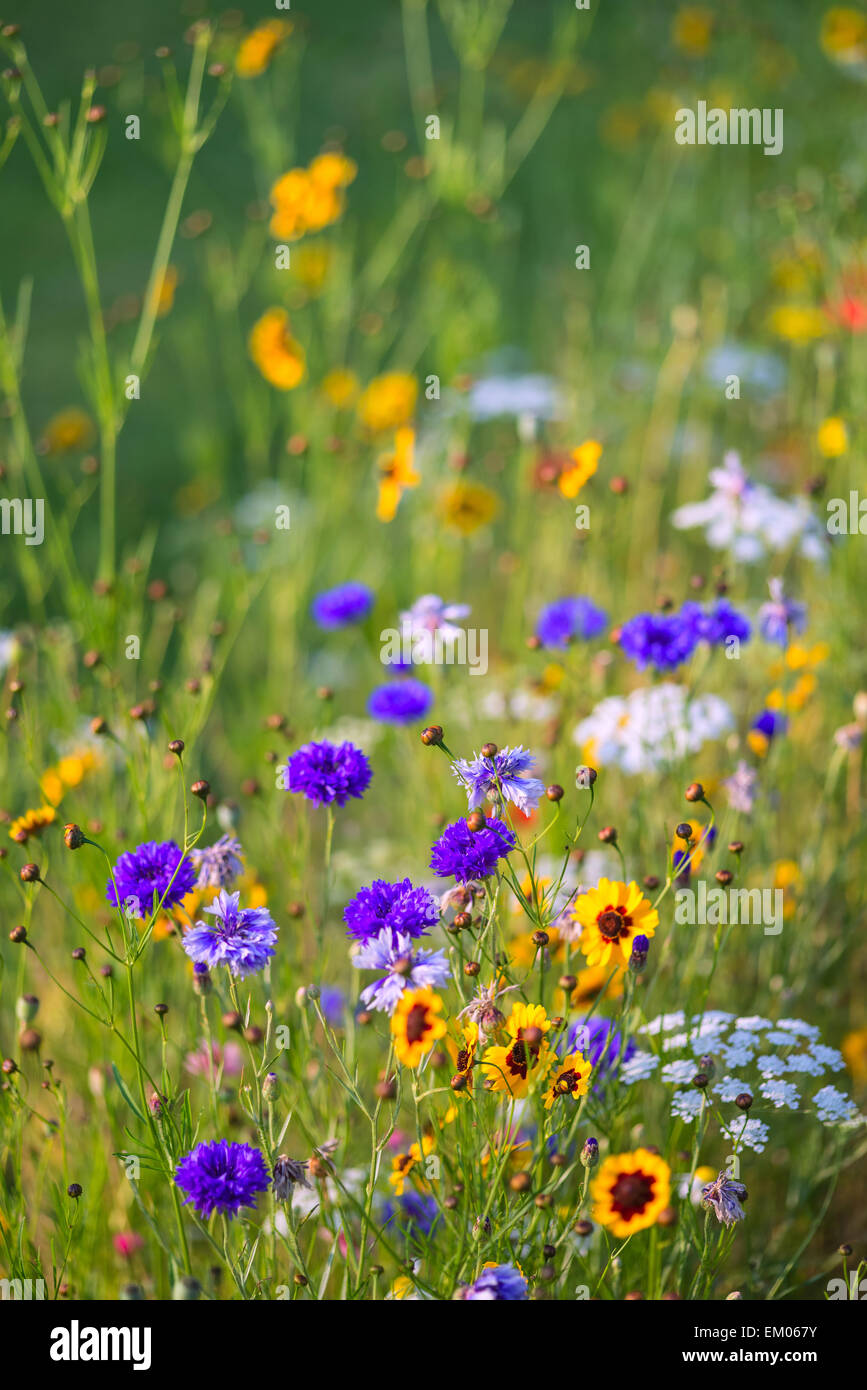 Beautiful wild flower meadow in Summer Stock Photo - Alamy