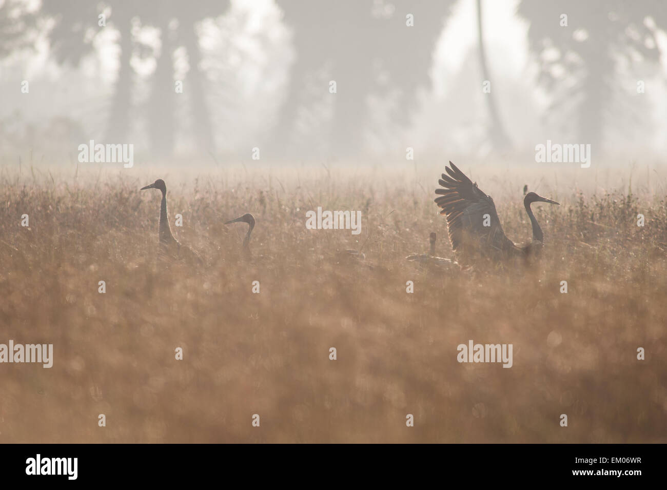 Serus crane feeding through a field Stock Photo