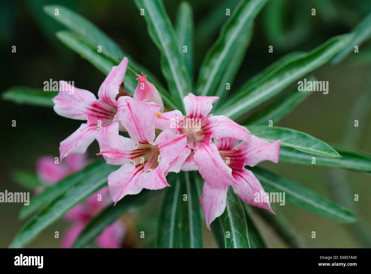 Desert Rose and Impala Lily Stock Photo - Alamy