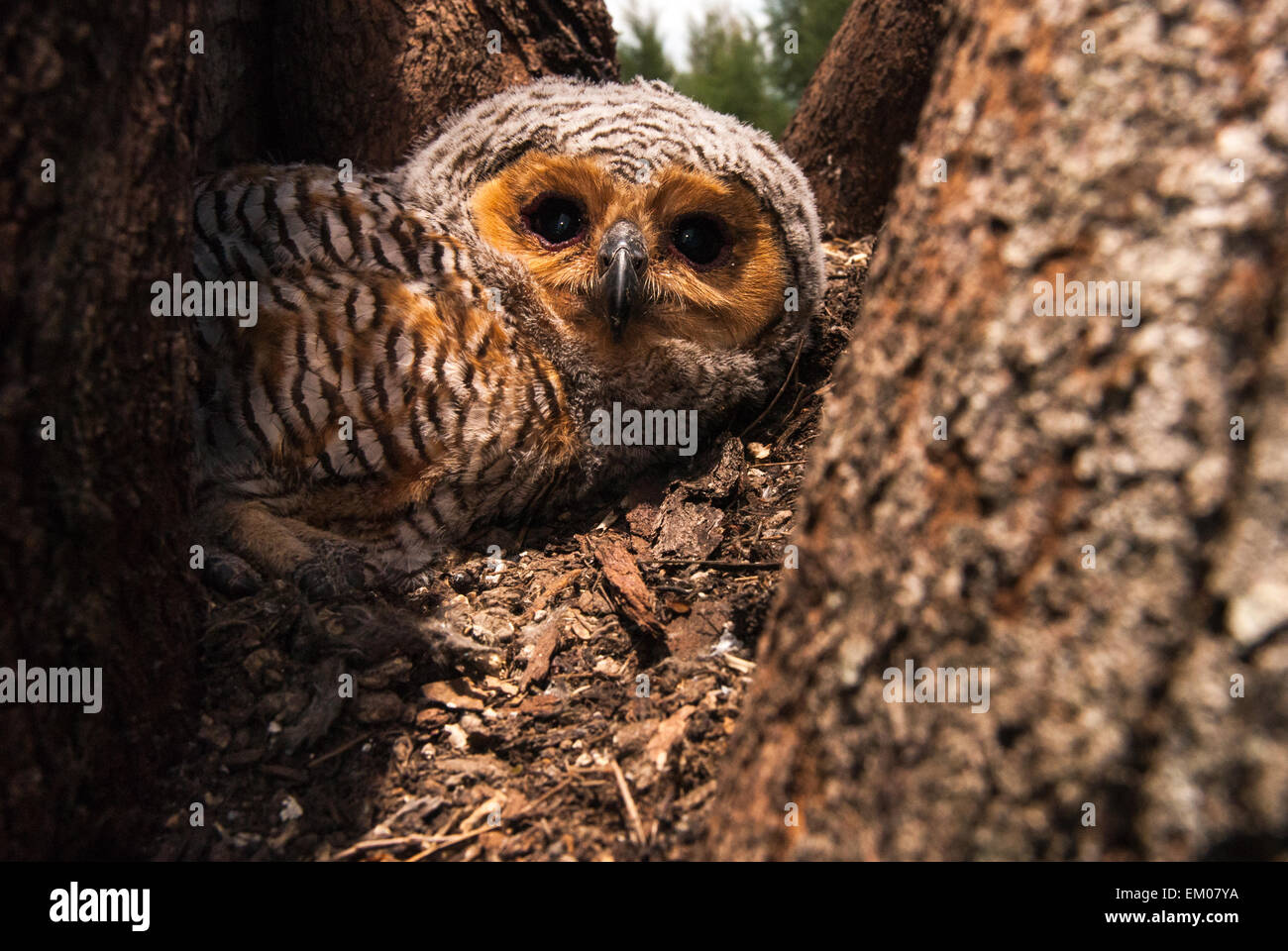 Spotted Wood Owl Stock Photo