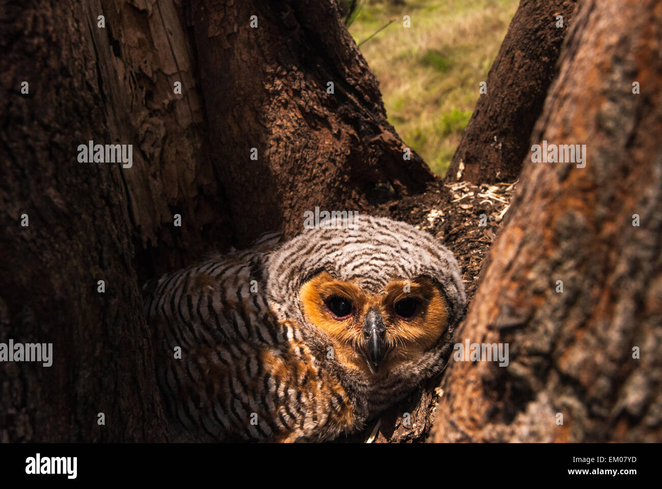Spotted Wood Owl Stock Photo