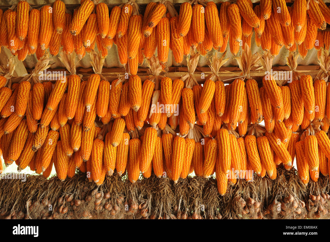Corn for animal feed Stock Photo Alamy