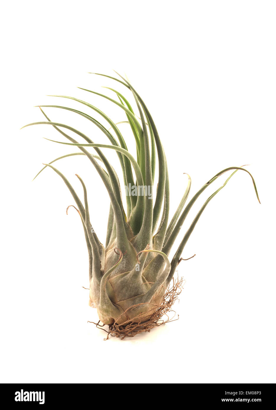 Tillandsia on a white background Stock Photo - Alamy