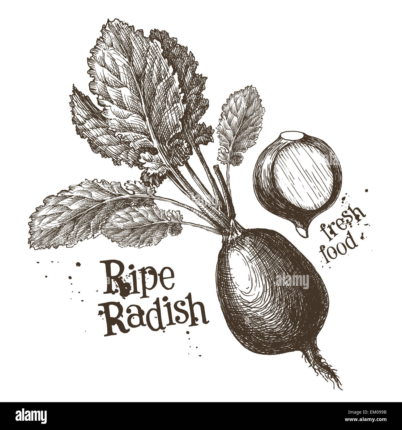 radishes, radish vector logo design template. fresh vegetables, food or gardening icon. Stock Photo