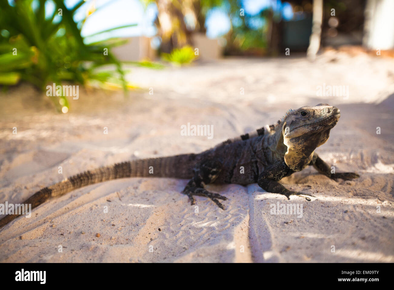 closeup of monitor lizard on sand in exotic country Stock Photo Alamy