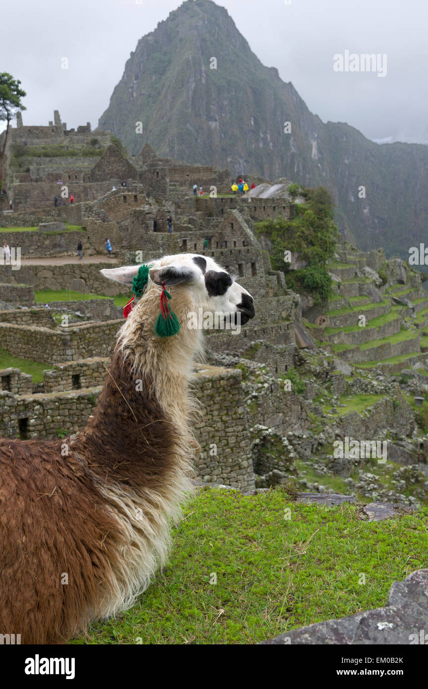 Machu picchu animal people hi-res stock photography and images - Alamy