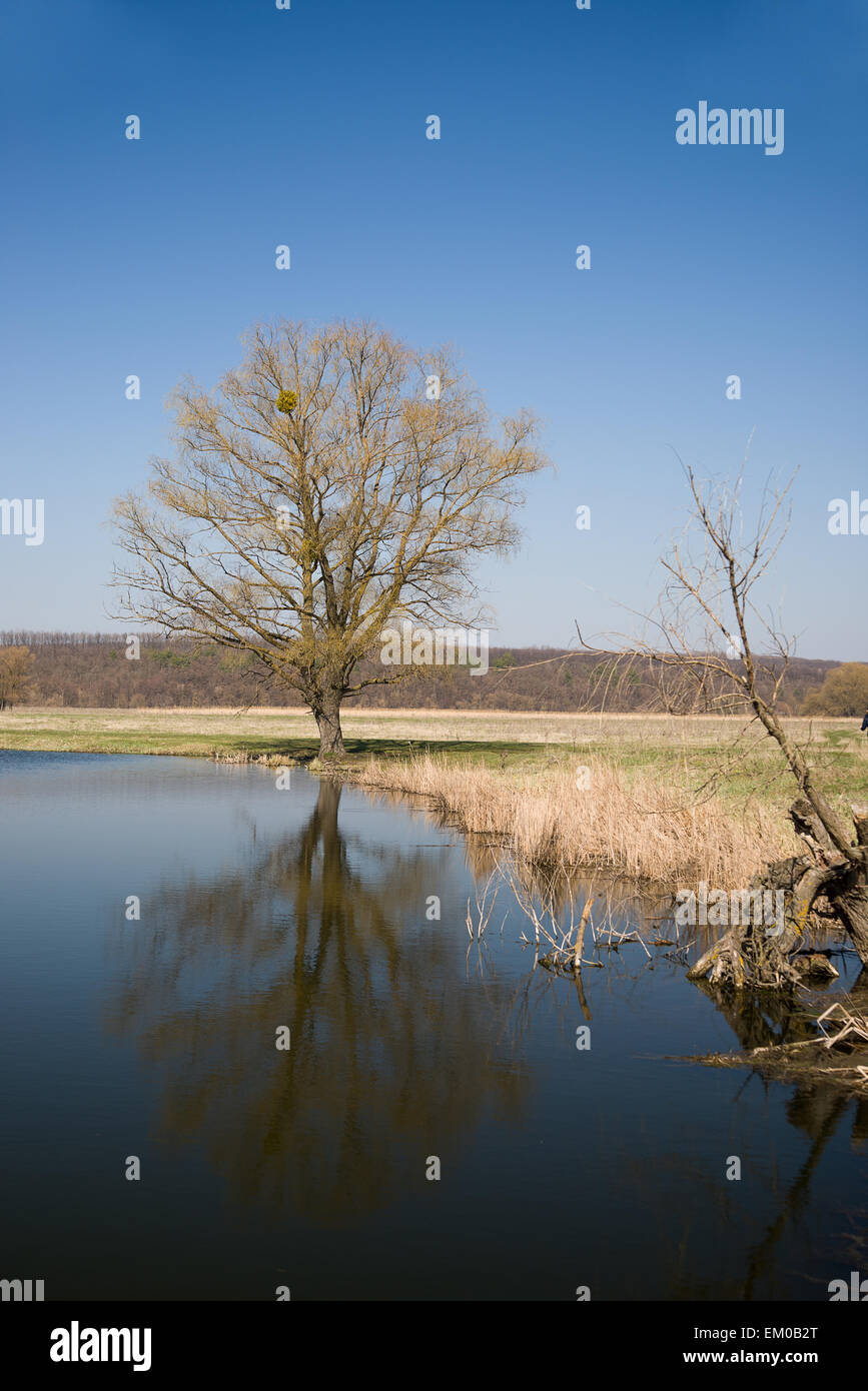 Old tree on the bank of the river against the blue sky Stock Photo - Alamy