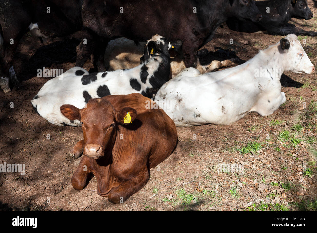 cows lying down,cows lying down in a field Stock Photo Alamy