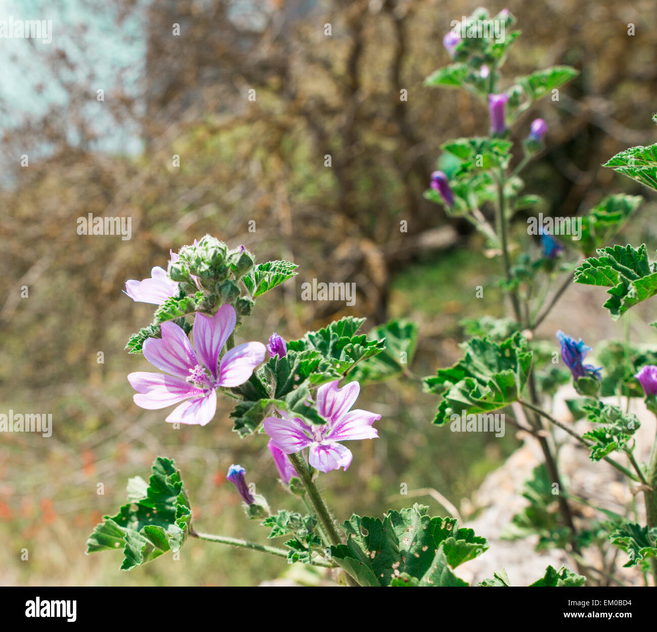 purple wild flowers Stock Photo - Alamy