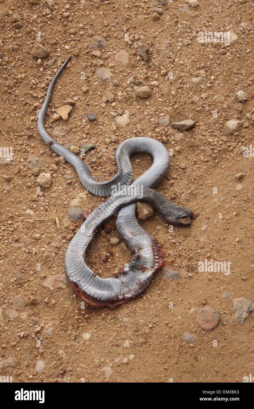 Dead snake hi-res stock photography and images - Page 2 - Alamy