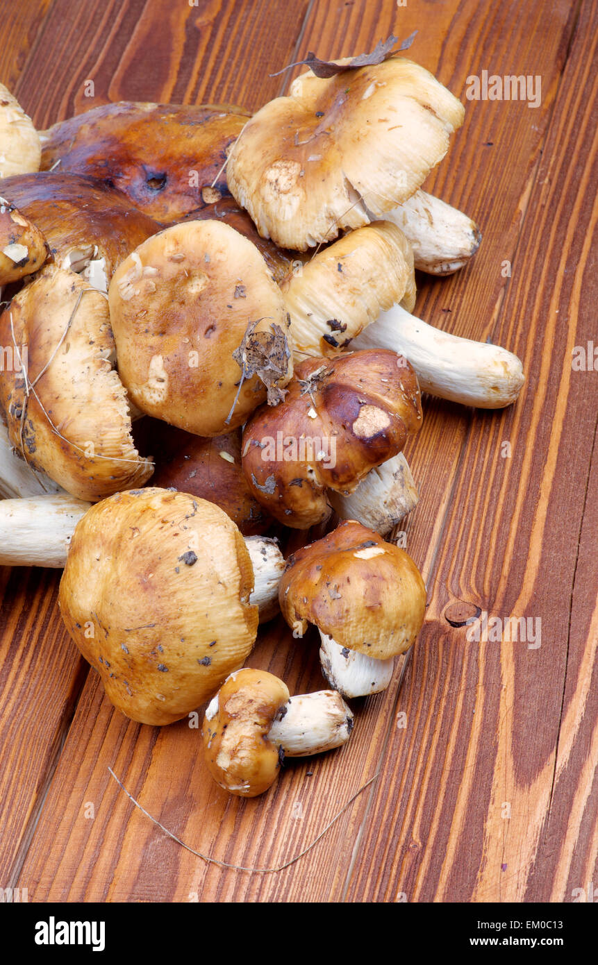 Edible Mushrooms Stock Photo