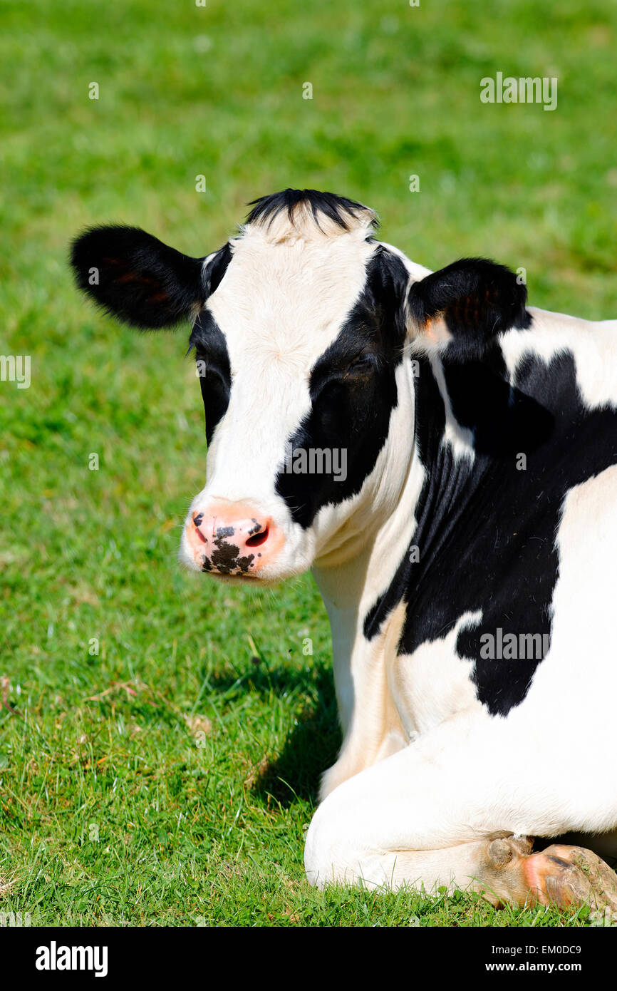 Black and white cow lying down on green grass Stock Photo - Alamy