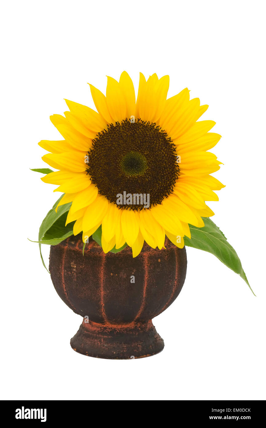 Beautiful sunflower in a vase (Helianthus Stock Photo - Alamy