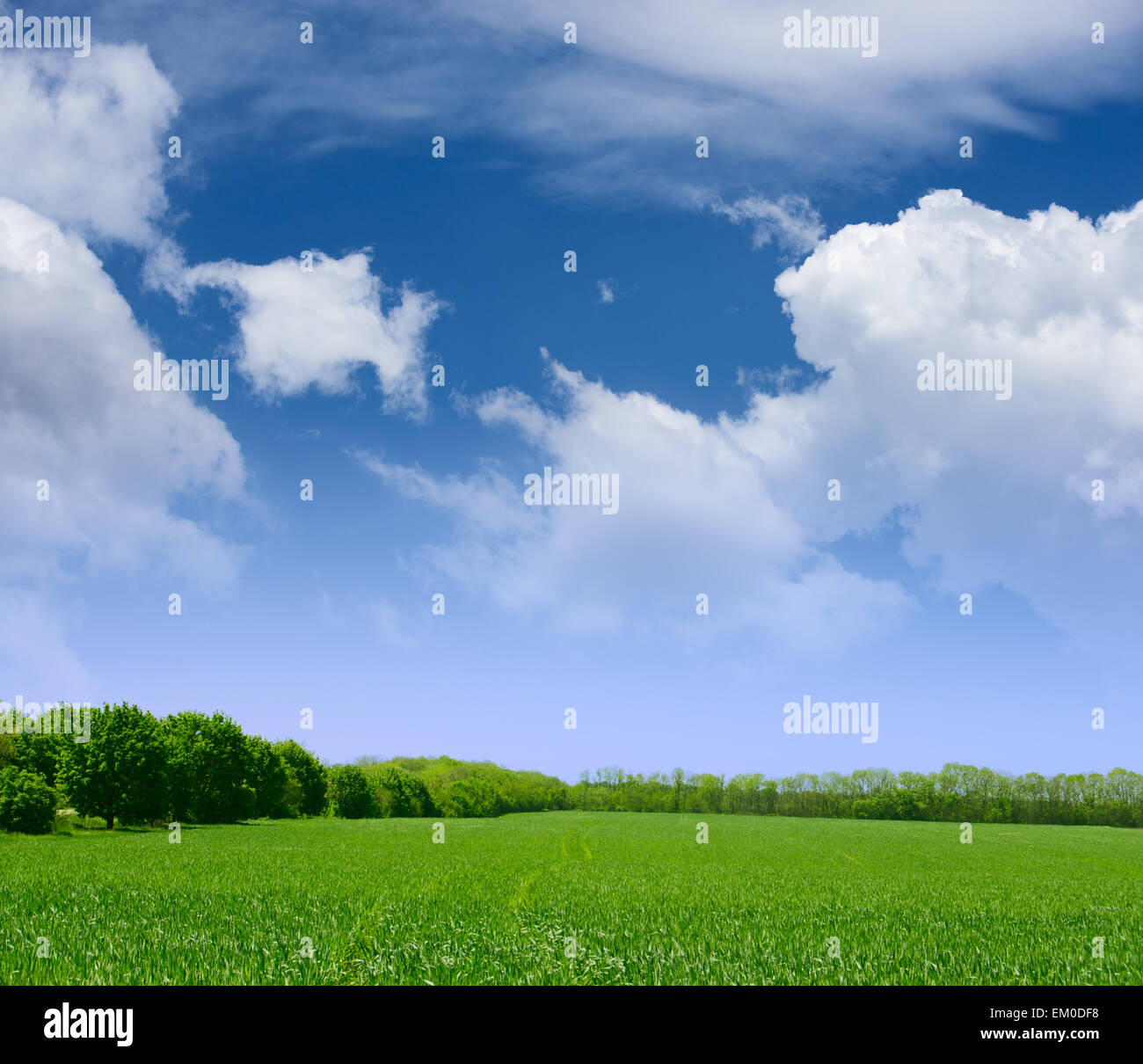 Wide Field of Green Grass, Forest and Blue Sky with Clouds Stock Photo ...