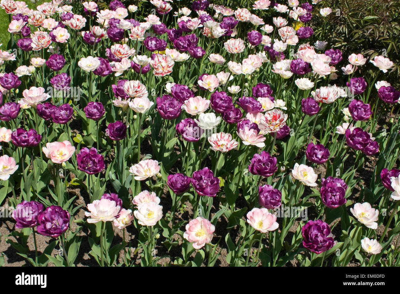 Beautiful flowers - tulips Stock Photo - Alamy