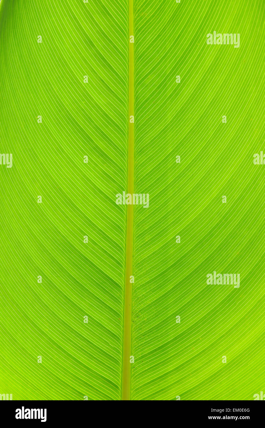 Structure leaf hi-res stock photography and images - Alamy