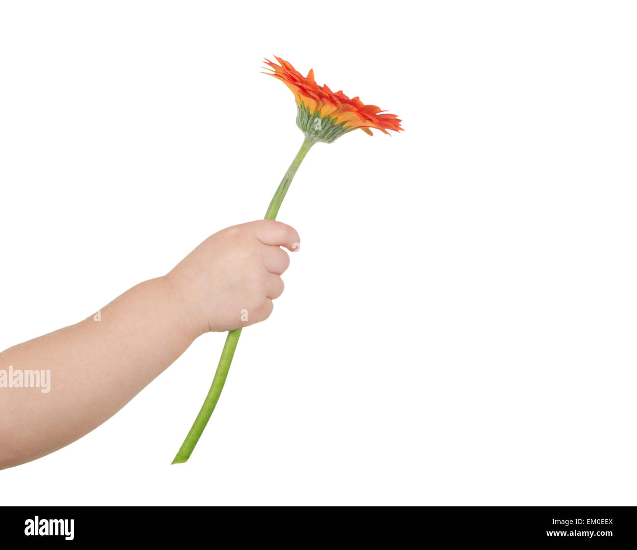 Flower in hand Stock Photo Alamy