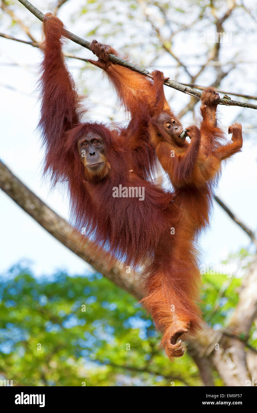 Borneo and sumatra jungle hi-res stock photography and images - Alamy