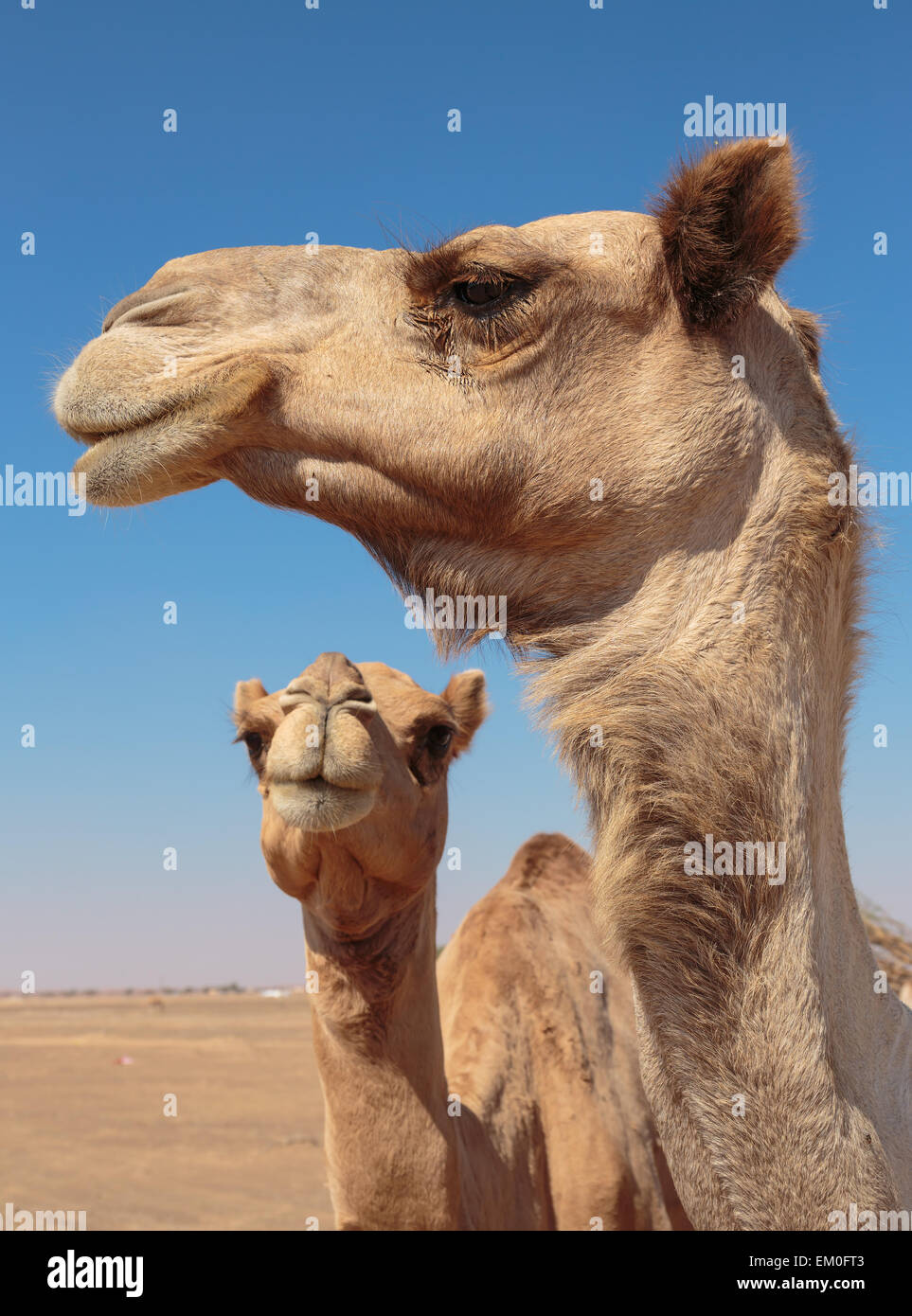 camels in the desert Stock Photo Alamy
