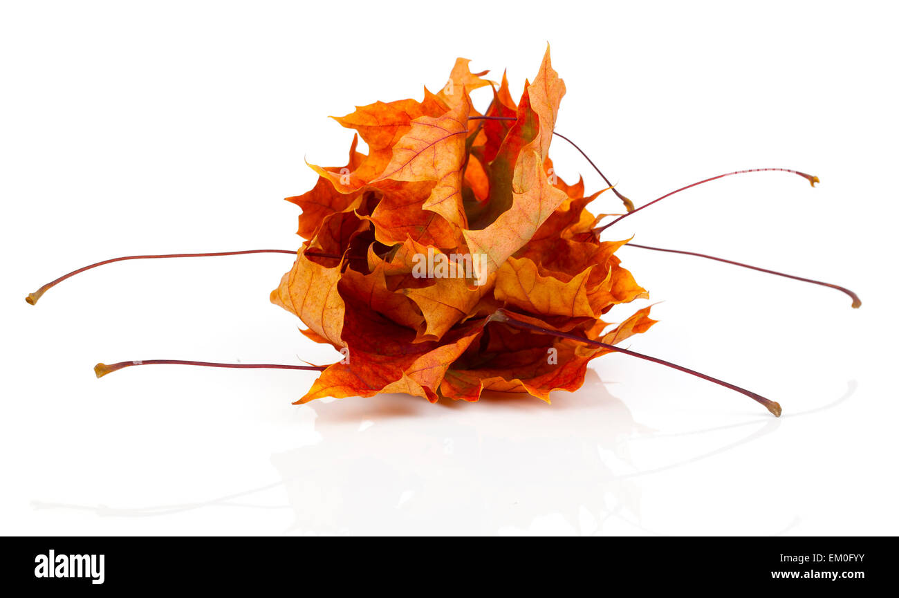 Dried autumn leaves isolated on white background Stock Photo - Alamy