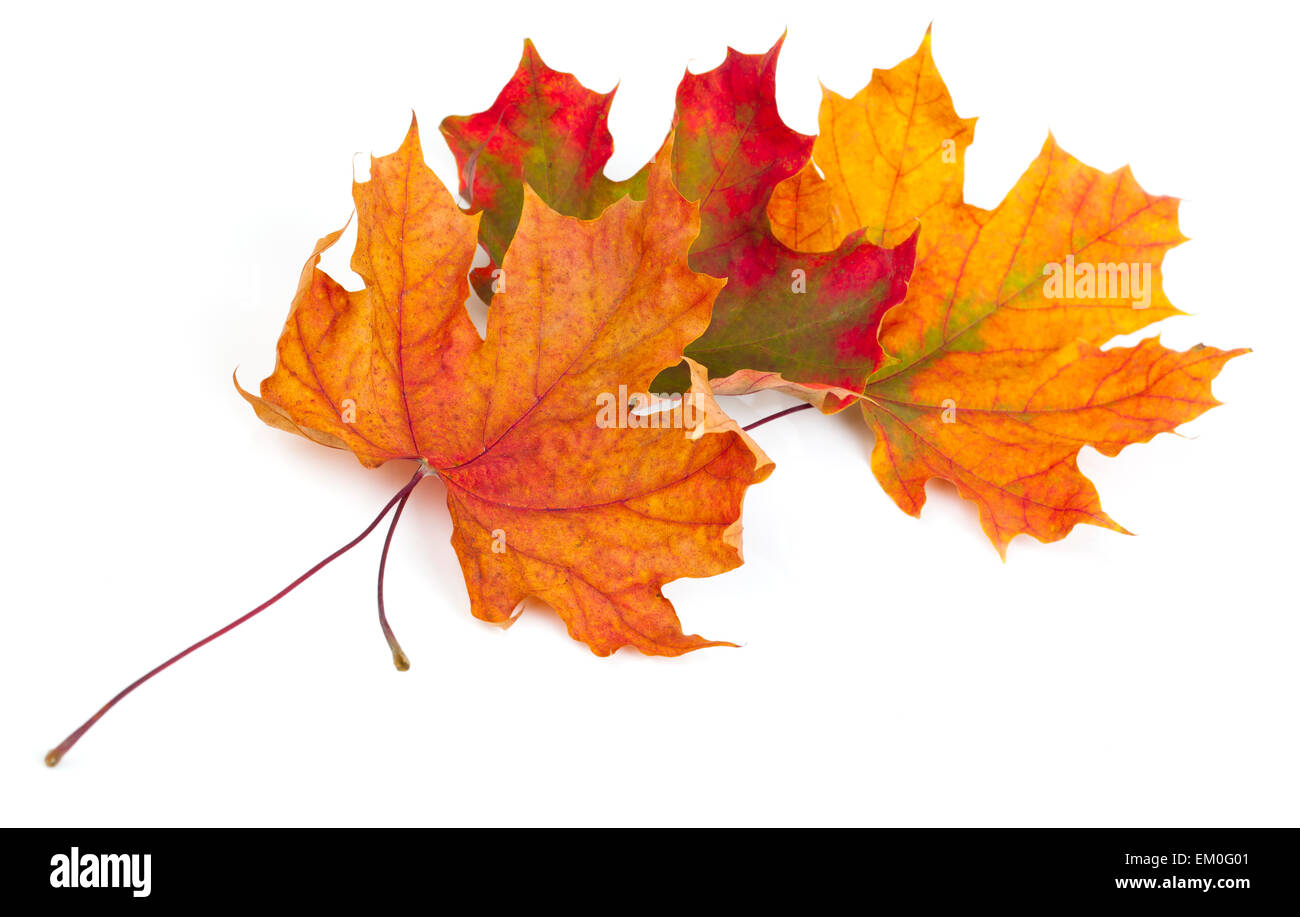 maple autumn leaves isolated on white background Stock Photo - Alamy