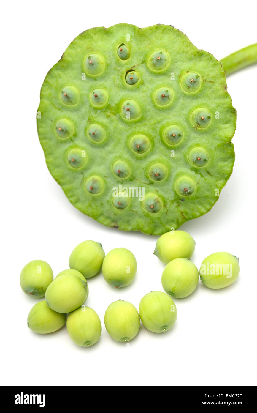 Fresh lotus seeds and pod isolated on white background Stock Photo - Alamy