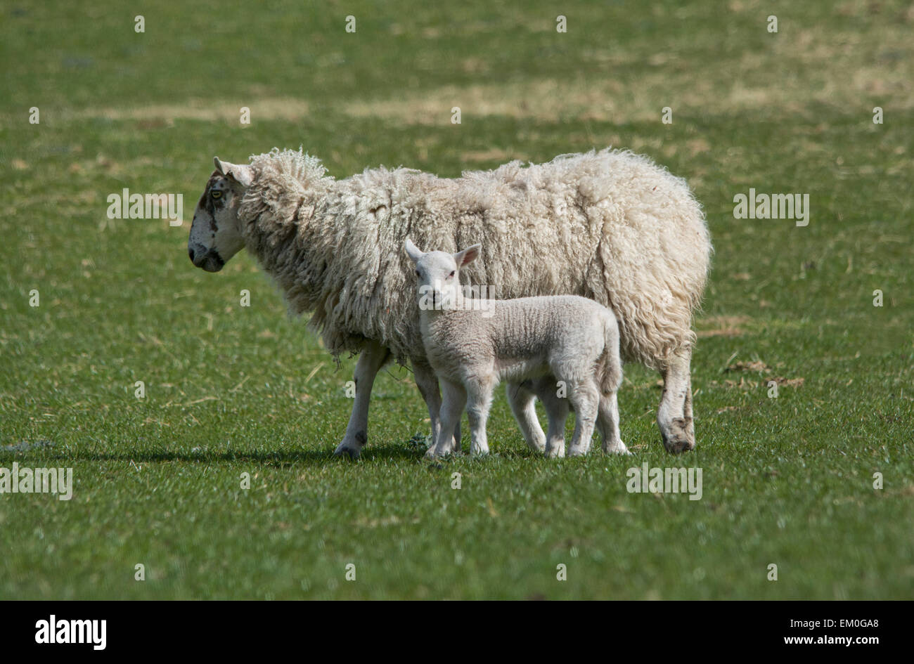 Texel Sheep and Lambs Stock Photo