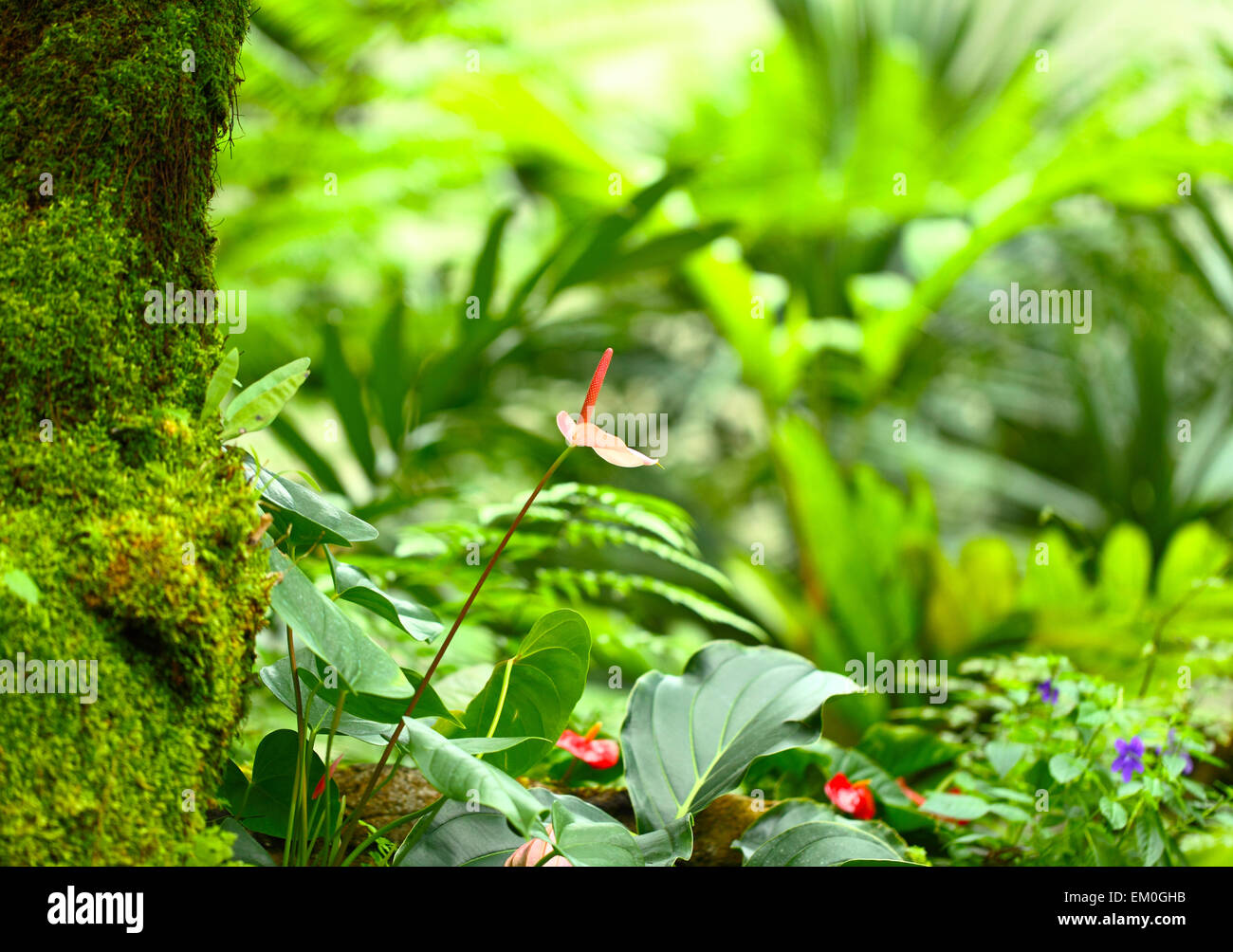 Forest plant Stock Photo