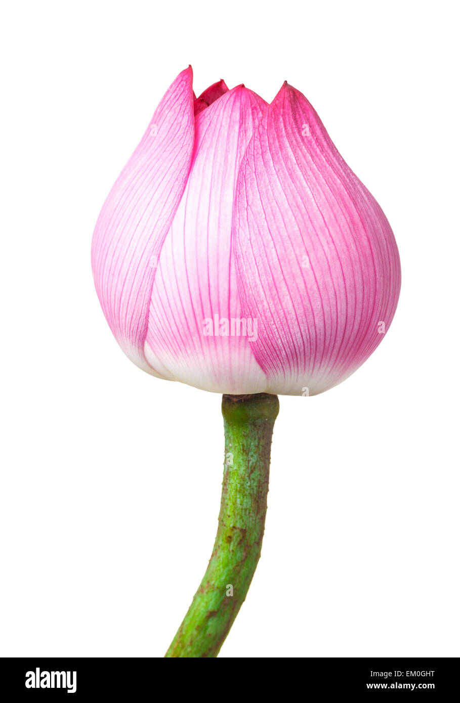 Lotus bud isolated on white background Stock Photo