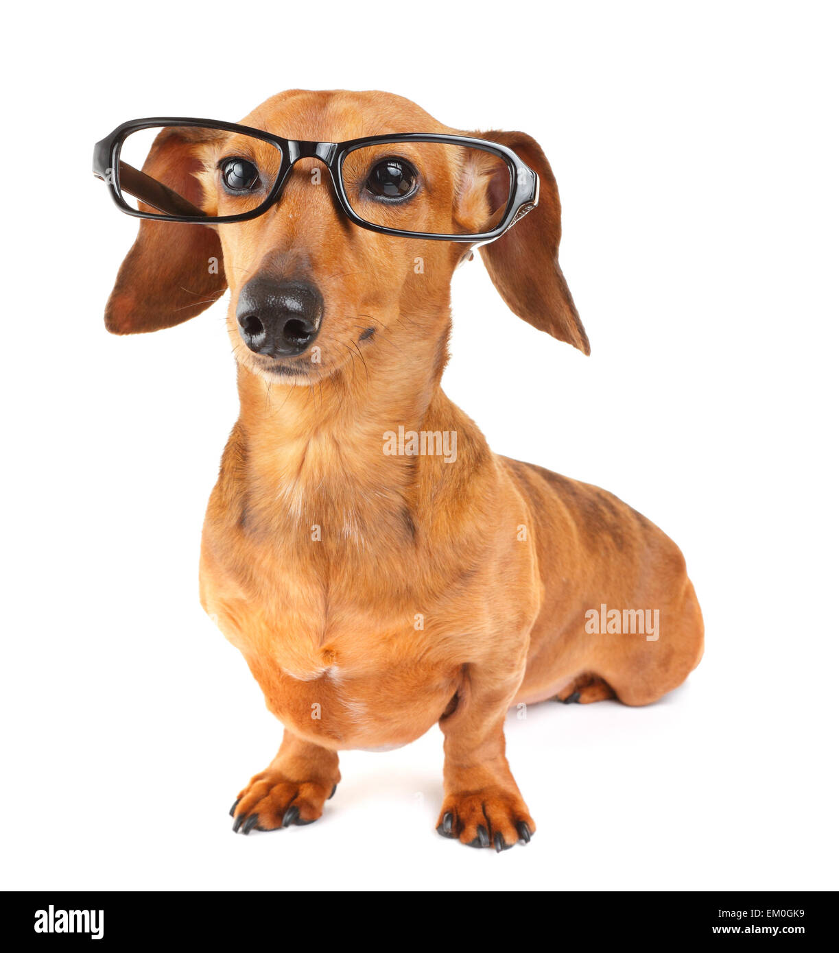 Dachshund dog with glasses Stock Photo - Alamy