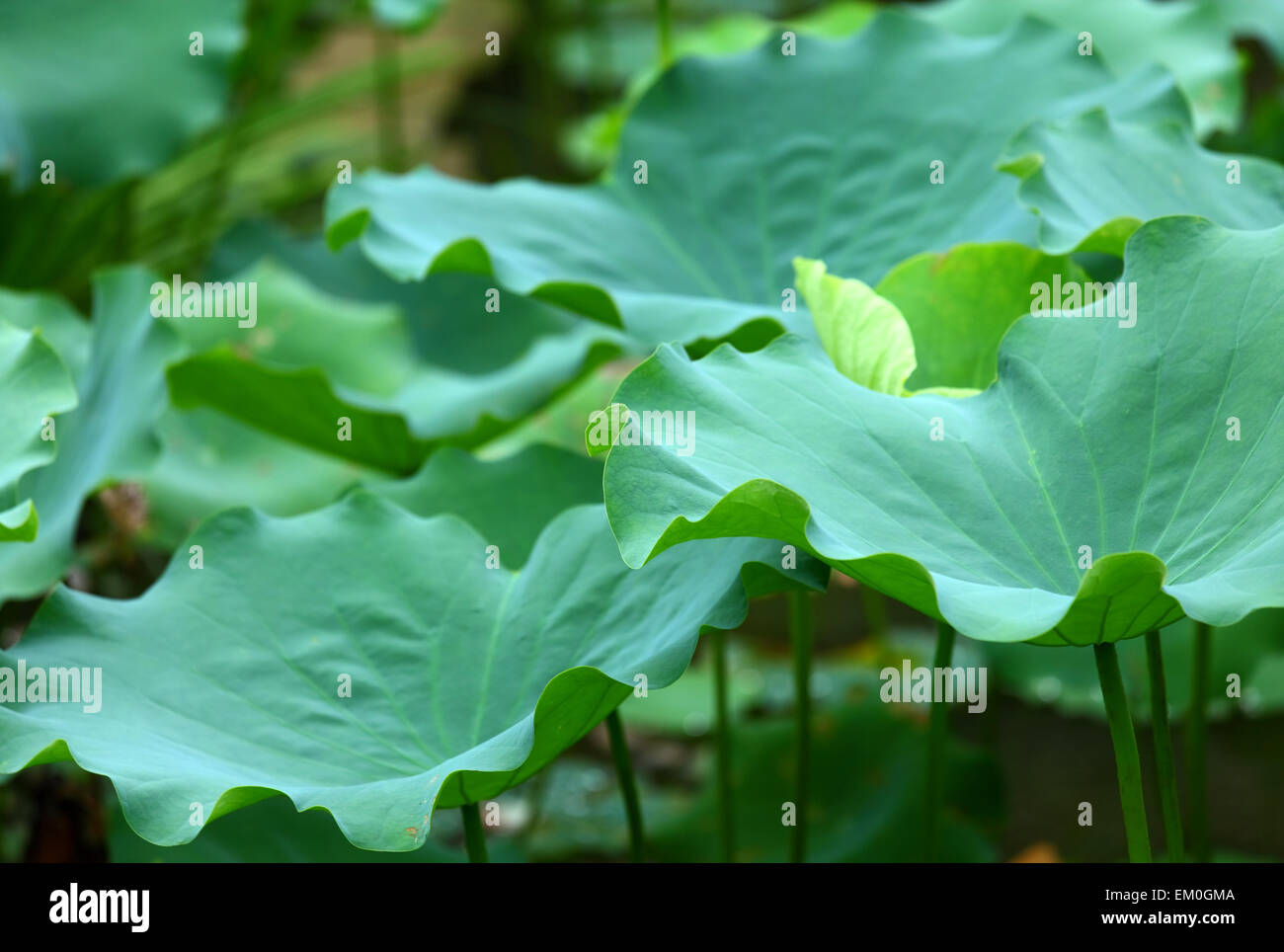 Lotus leaf pond Stock Photo - Alamy