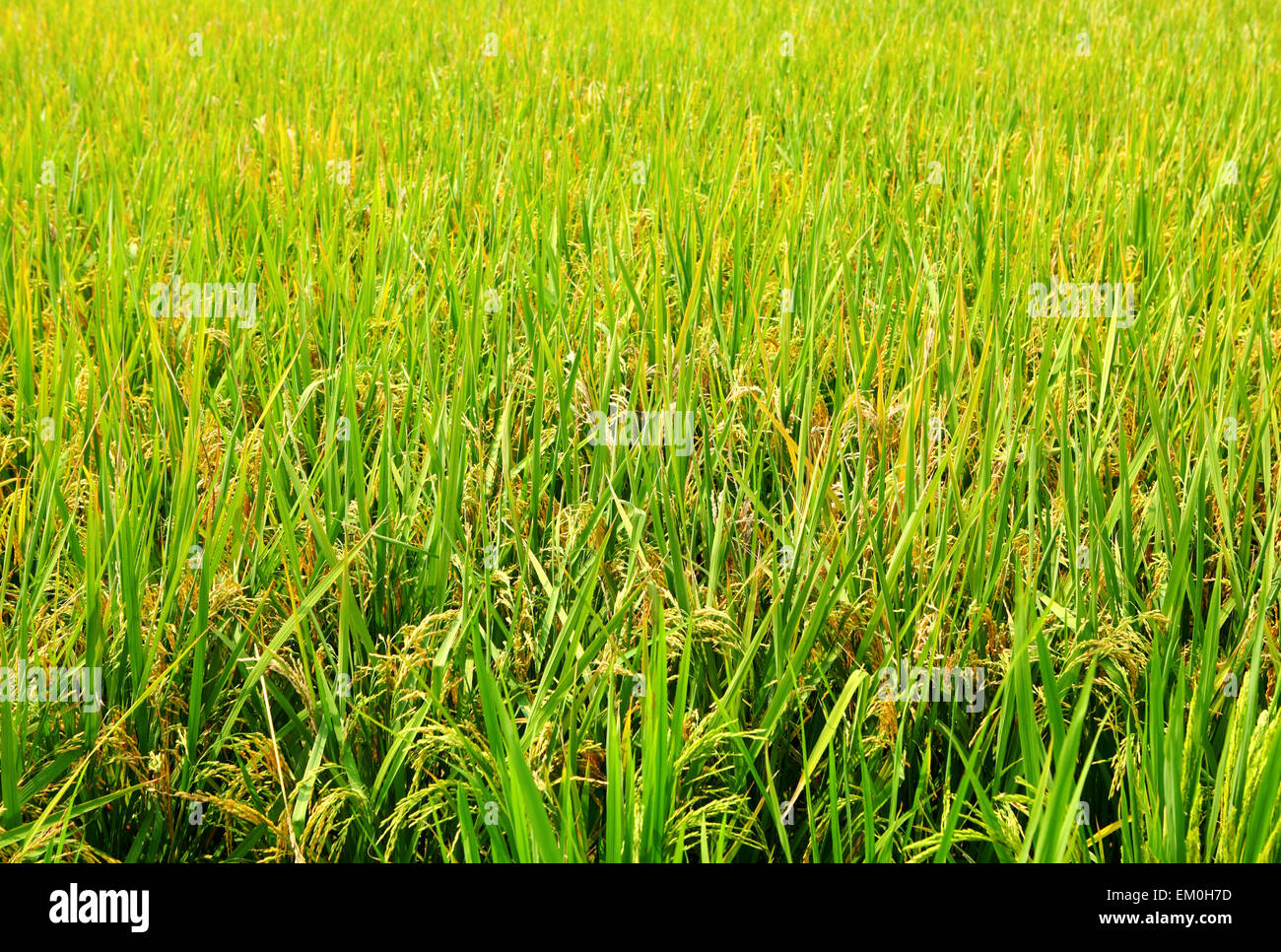Asian rice field hi-res stock photography and images - Alamy