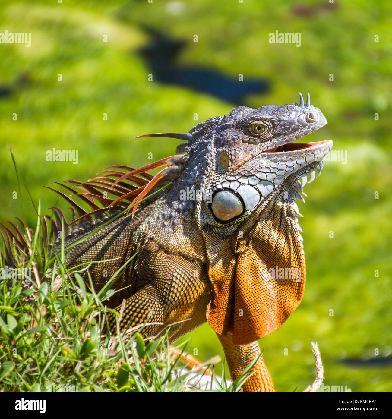 Iguana reptile sitting in grass Stock Photo Alamy