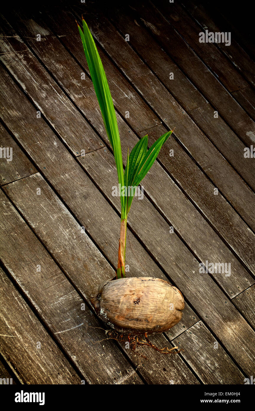 Coconut sprouting hi-res stock photography and images - Alamy