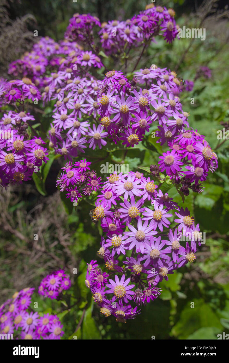 Blooming Pericallis steetzii, plant endemic to La Gomera, Canary Islands Stock Photo