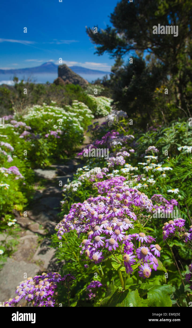 La Gomera, flowers by the path, Teide on Tenerife in far distance Stock Photo