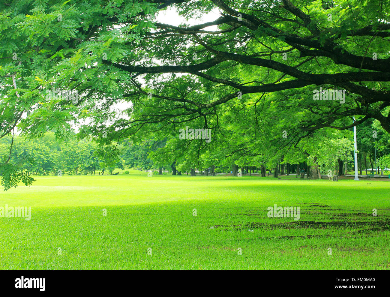 Background with green trees in park Stock Photo - Alamy