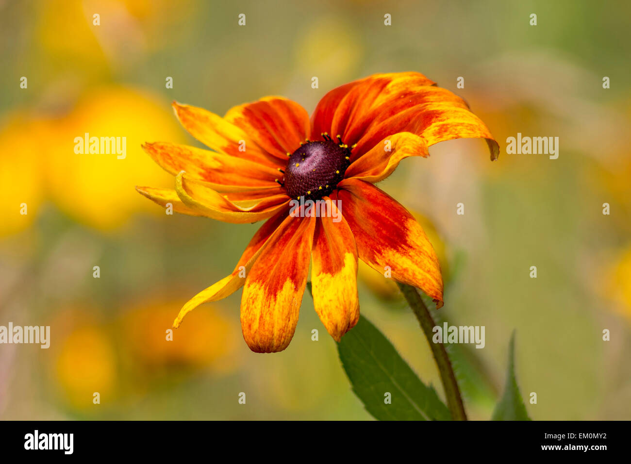 Rudbeckia flower in nature Stock Photo Alamy