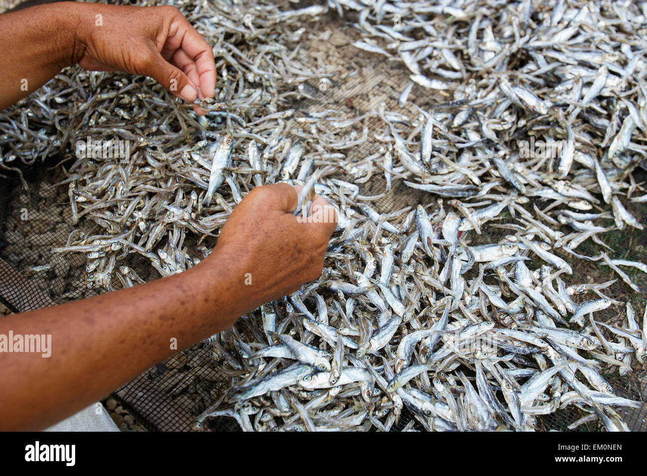 A woman sorts the fish catch in Lhok Seudu village; Aceh Province, Sumatra, Indonesia Stock Photo