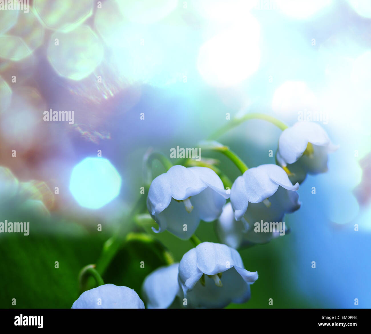 Lilly of the valley white background hi-res stock photography and ...